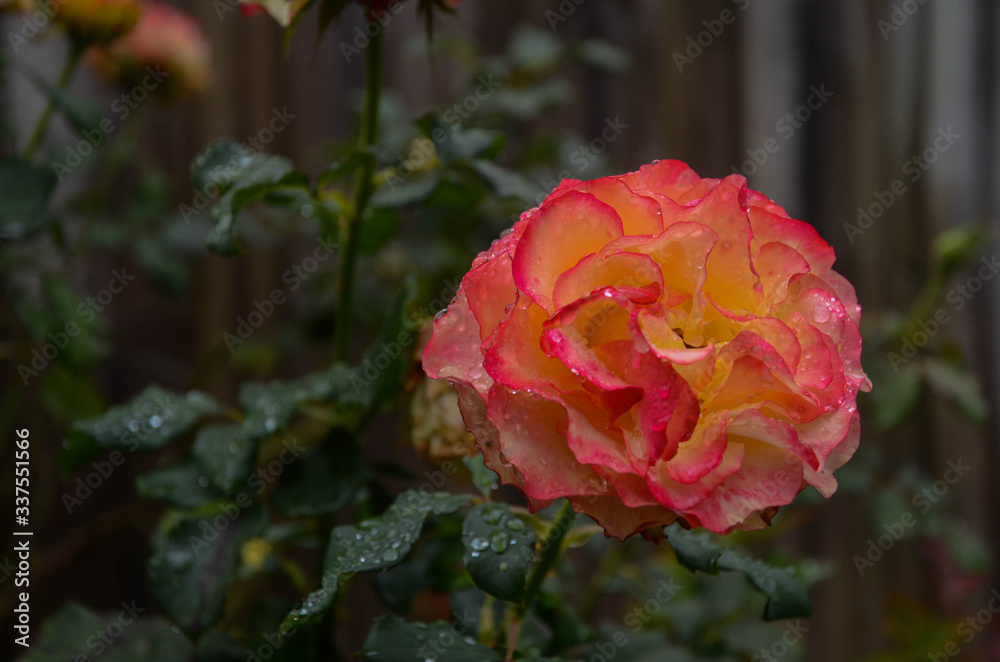 Large Backyard Pink Rose Large Backyard Pink Rose