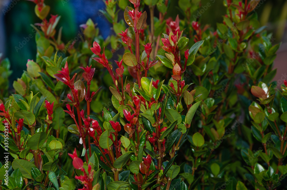 Backyard Shrub with Red Flower in backyard Backyard Shrub with Red Flower in backyard