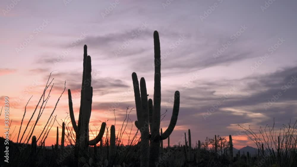 Beautiful Sunset With Silhouettes Of Saguaro Cactus In Saguaro National Park West Mountain District, Tucson, Arizona.-wide shot Beautiful Sunset With Silhouettes Of Saguaro Cactus In Saguaro National Park West Mountain District, Tucson, Arizona.-wide shot