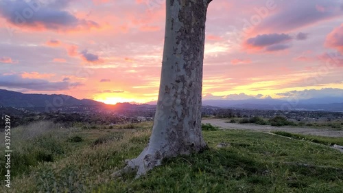 Beautiful sunset and a tree foreground in Santa Clarita photo