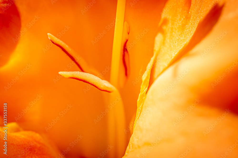 Orange Gladiolus Flower Close Up Macro Orange Gladiolus Flower Close Up Macro