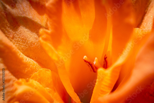 Orange Gladiolus Flower Close Up Macro
