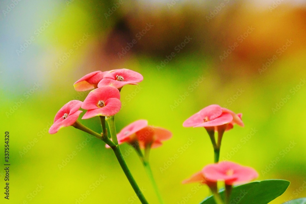Close-up Of Pink Flowers Blooming Outdoors