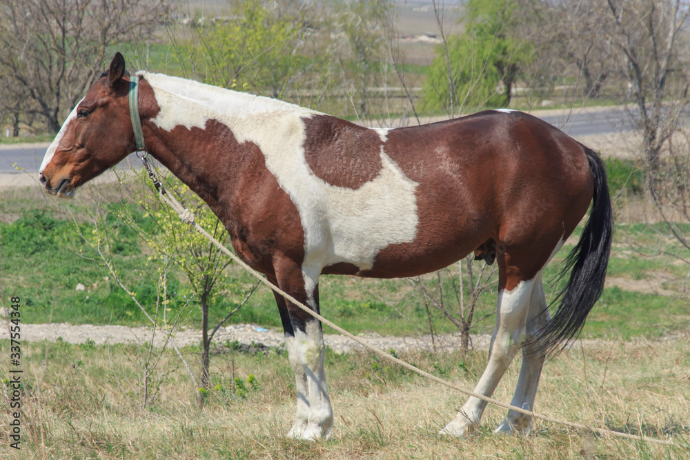  A tethered horse with a beautiful coloring, grazes near the road 