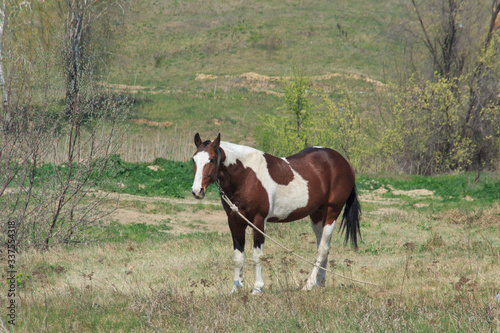  A tethered horse with beautiful coloring grazes in a spring meadow 