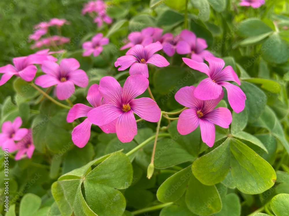 Oxalis- wood sorrel pink flowers in the garden Oxalis- wood sorrel pink flowers in the garden