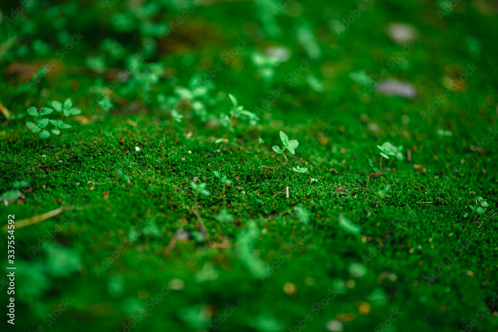 Fototapeta premium green moss with plants for background
