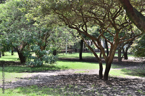 An afternoon with trees in the park