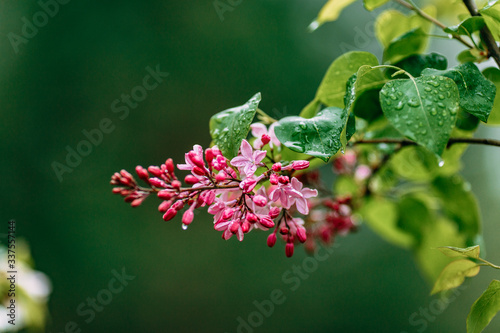 lilac flowers on green background