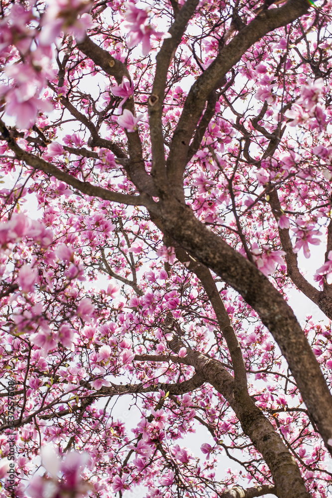 Spring Magnolia Tree Full of flowers Underneath canopy Spring Magnolia Tree Full of flowers Underneath canopy