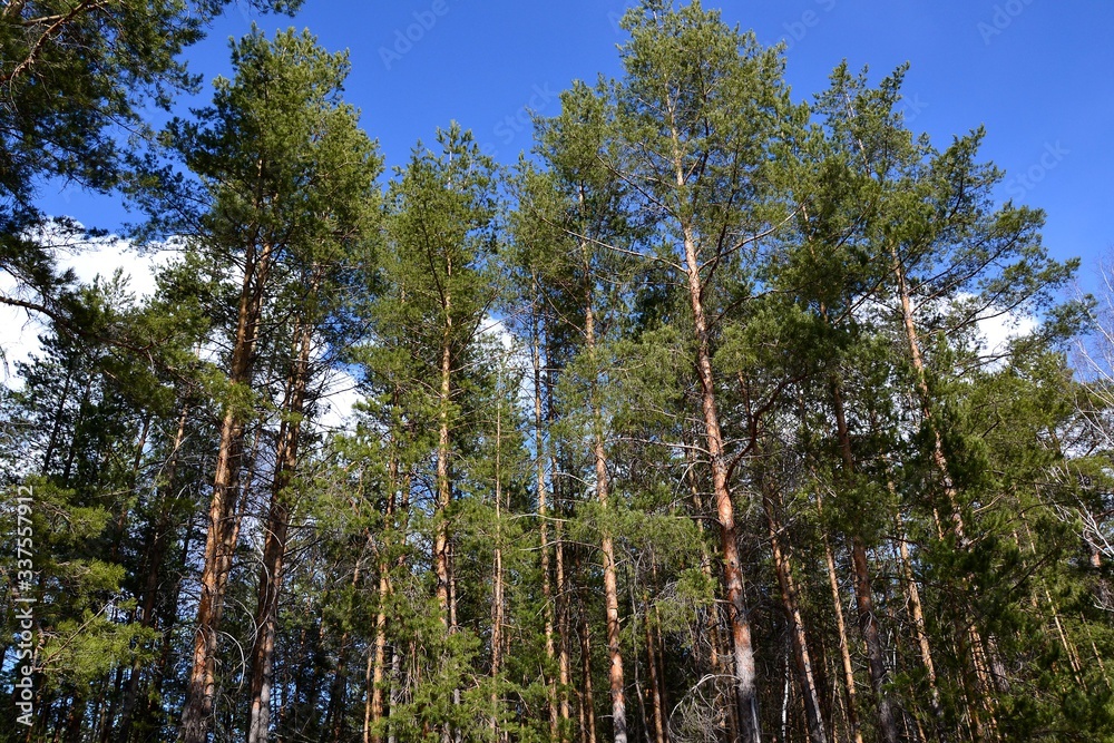 Expanse of green coniferous forest on a spring day