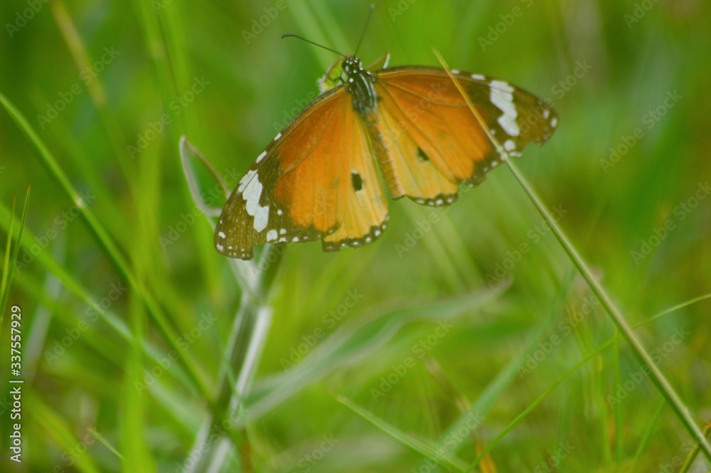 Obraz premium butterfly on grass