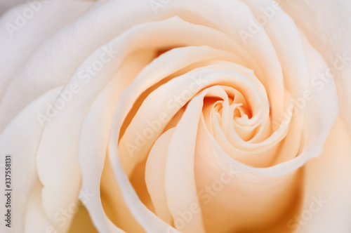 Abstract close up of the spiral layer pattern of petals of a white flush hybrid tea rose