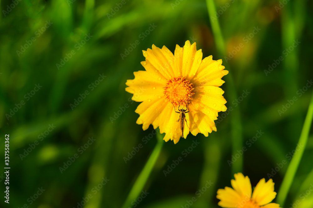 Close-ups of different insects inhabiting wild plants Close-ups of different insects inhabiting wild plants