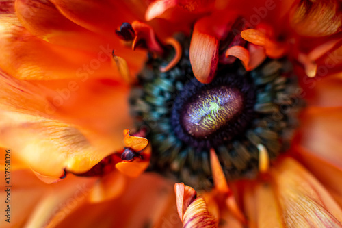 Close Up of an Orange Ranunculus