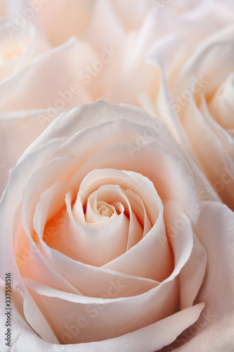 Close up of a bunch of fresh pink white hybrid tea roses photo