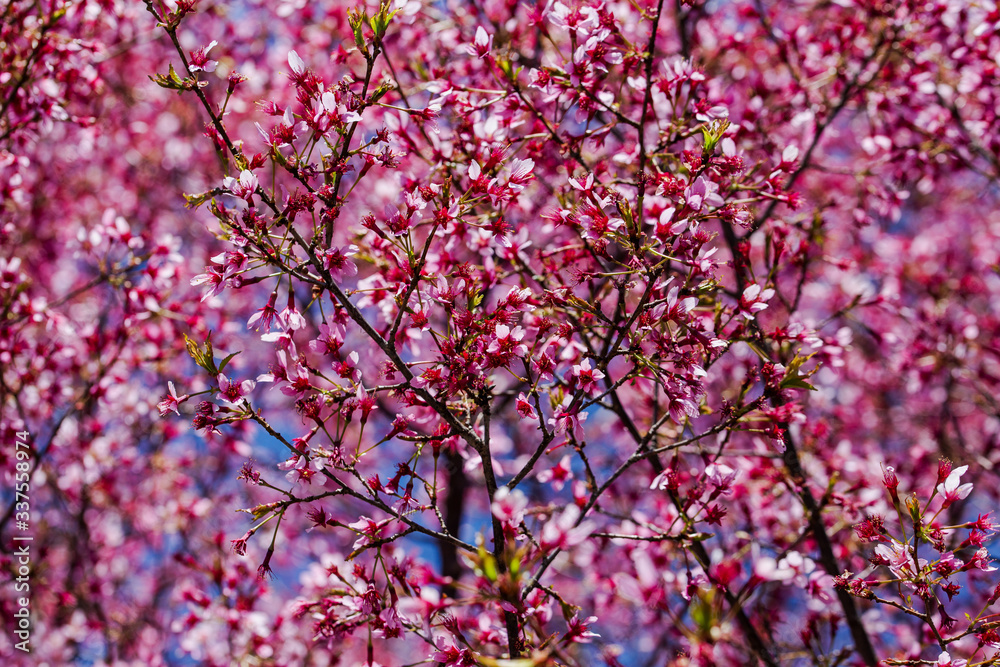 Cherry Blossom Tree Blooming in the Spring Cherry Blossom Tree Blooming in the Spring