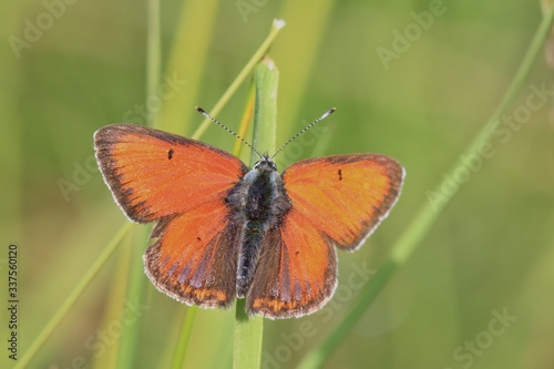 Beautiful red butterfly sitting on grass blade. Butterfly purple-edged copper sitting on daisy. Lycaena hippothoe.