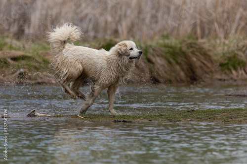 Fototapeta Naklejka Na Ścianę i Meble -  Dog Running in Water