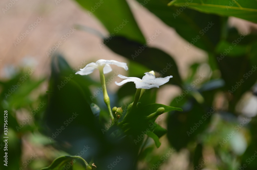 Bright colored flowers with a green leaf background Bright colored flowers with a green leaf background