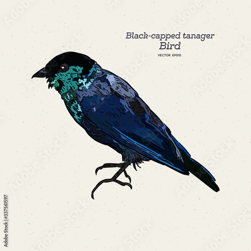 The black-capped tanager (Tangara heinei) hand draw sketch vector. photo