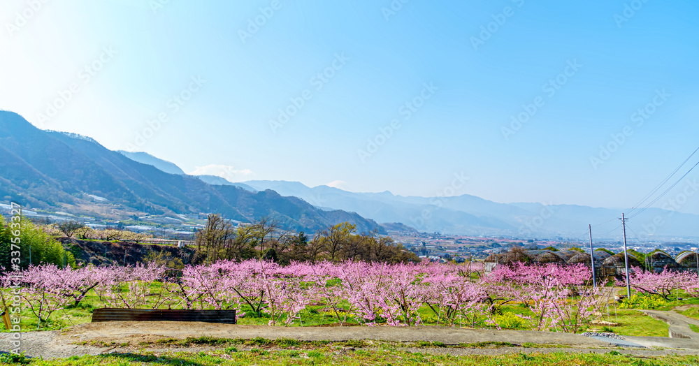 Obraz premium 山梨県 甲州平野に広がる桃の花
