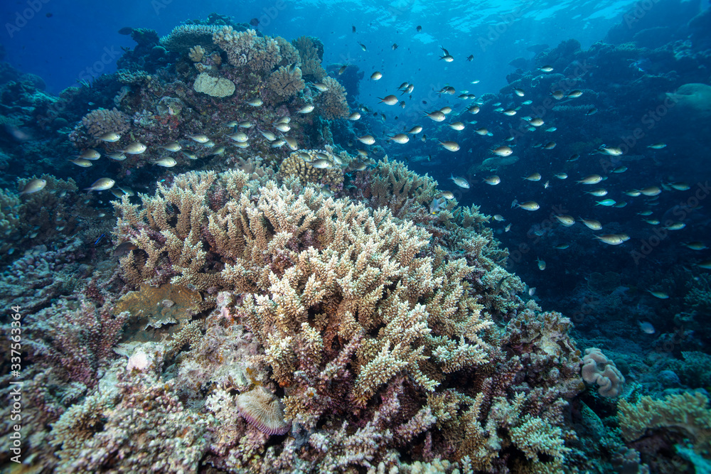 Fototapeta premium coral reef with fish