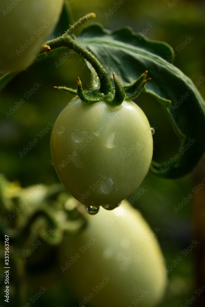 Close-up view the green young tomato in organic farm