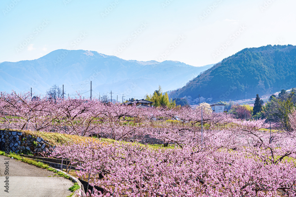 Obraz premium 山梨県 甲州平野に広がる桃の花