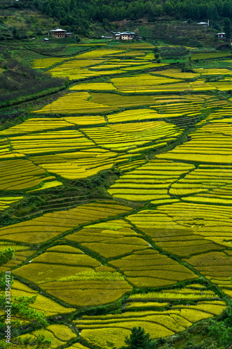 beautiful paddy fields during october neaar harvest season