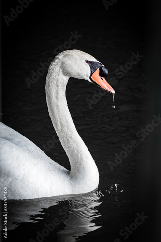 Swan