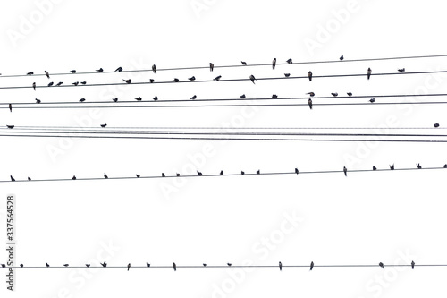 Birds on a wire on a white background photo