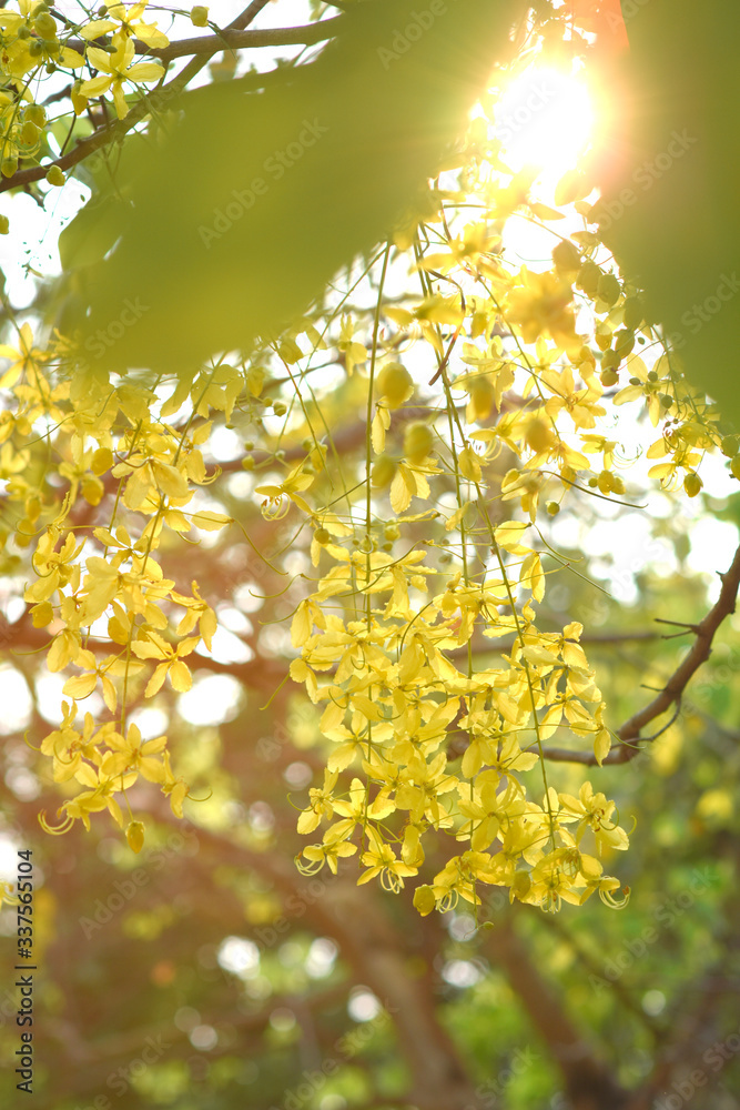 Obraz premium moment of morning light and yellow flower on the tree