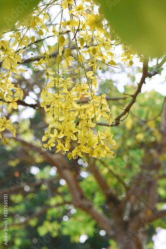 moment of morning light and yellow flower on the tree 