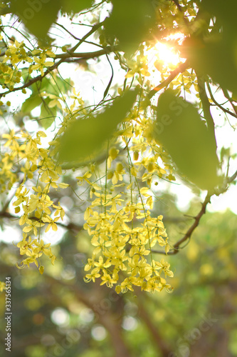 moment of morning light and yellow flower on the tree 