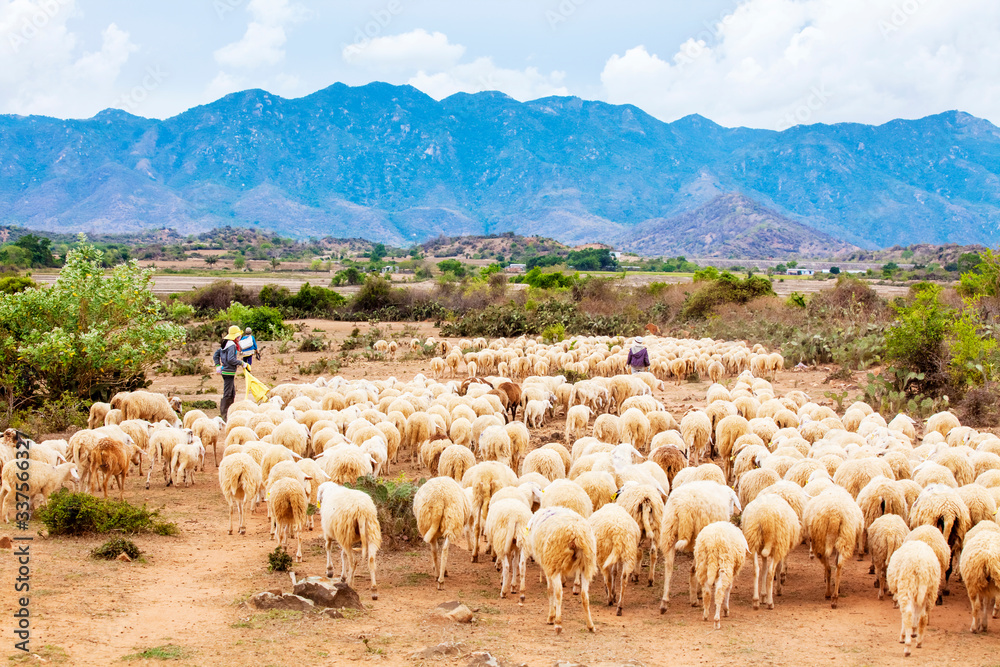 Sheep breeding in Ninh Thuan, Vietnam. This is the most sheep breeding place in Vietnam