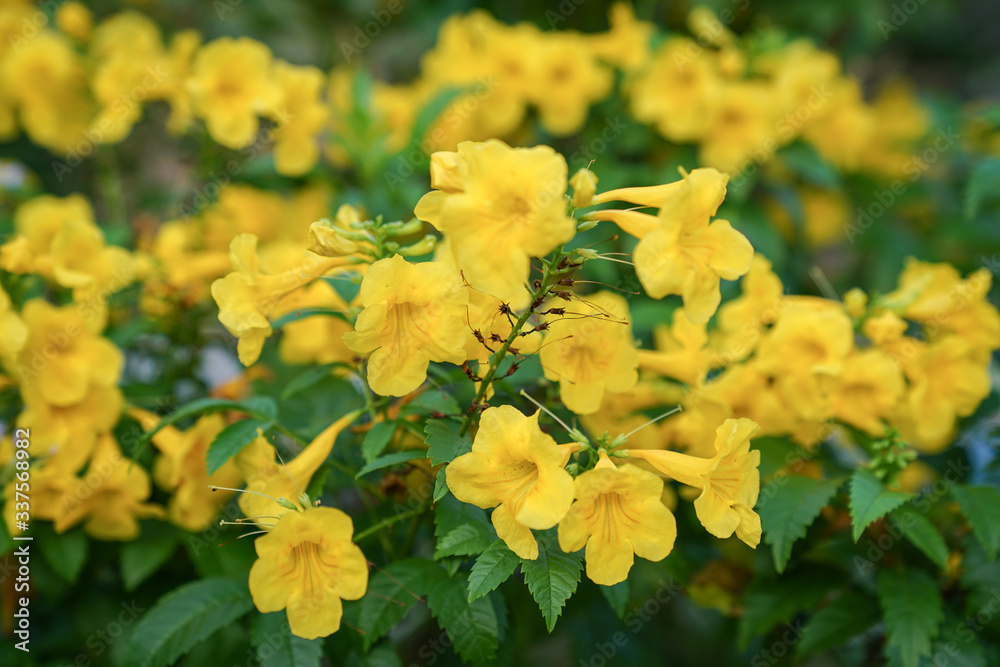 Bright yellow flowers. Nature background with copy space. Bright yellow flowers. Nature background with copy space.