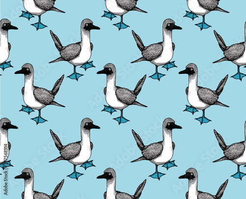 blue footed boobies bird pattern photo