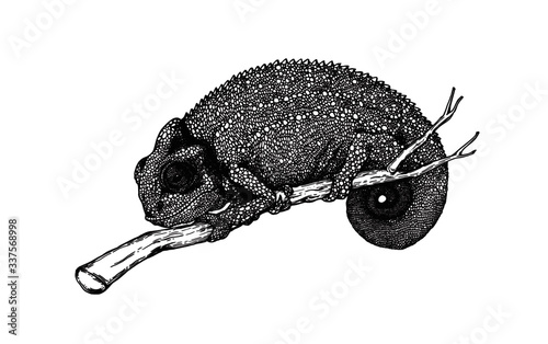 Chameleon lizard on a white background