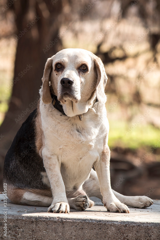 portrait of a old beagle dog portrait of a old beagle dog