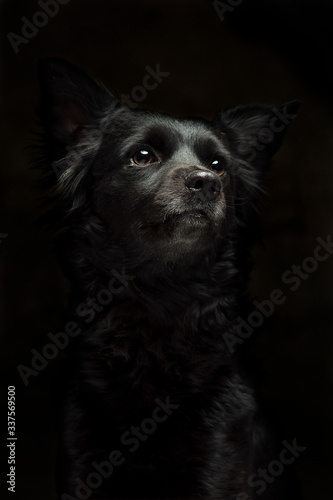 black and cute dog portrait
