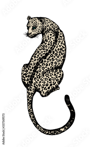 Jaguars on white background 