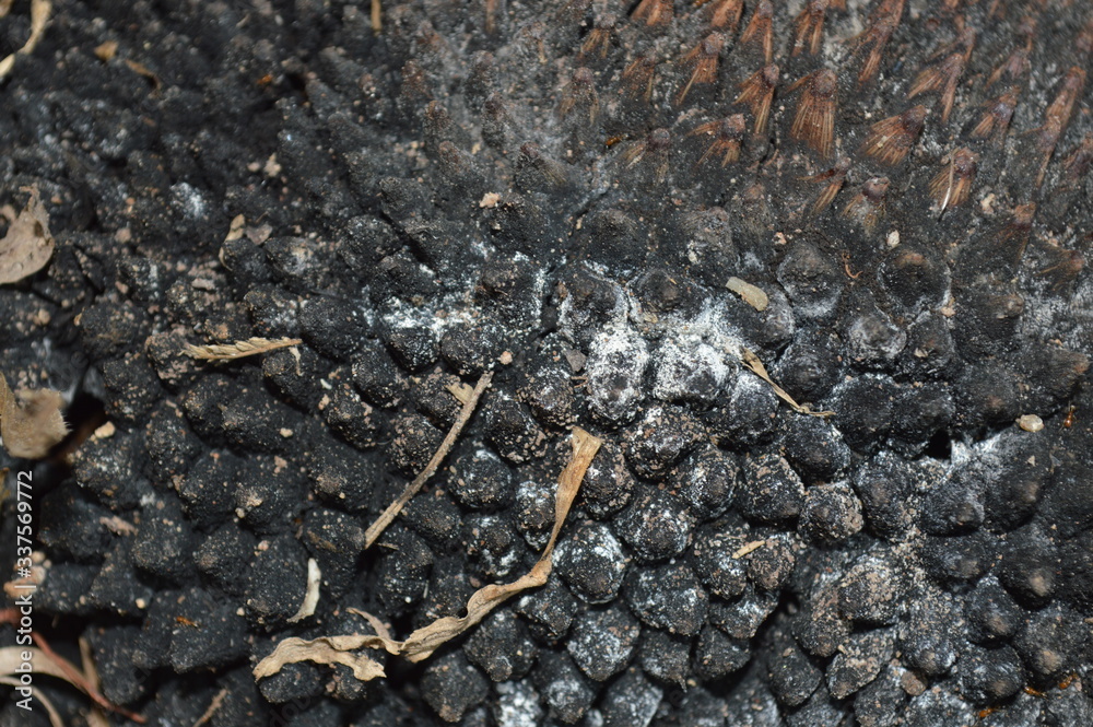 Jackfruit peel that has dried and molded until black. Jackfruit peel that has dried and molded until black.