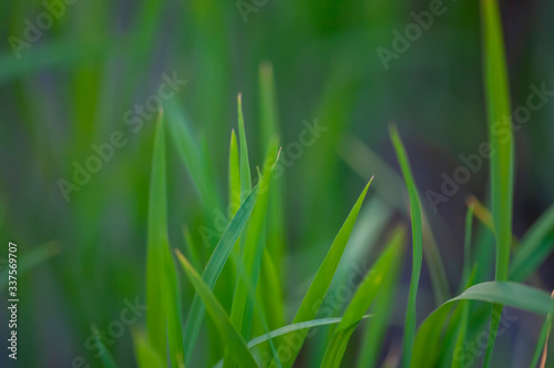The leaves of the rice that is tillering © Somkidp