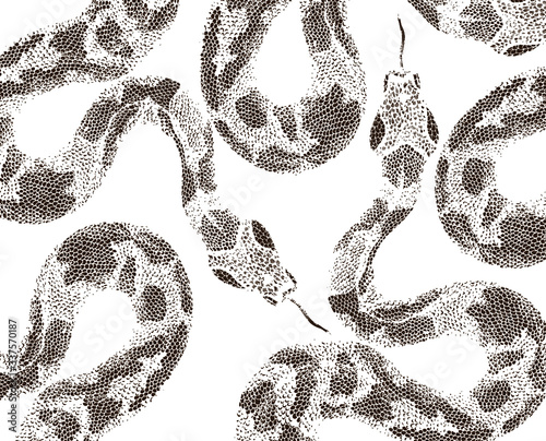 Snake skin on white background 