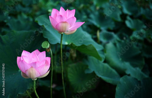 Beautiful pink lotus flower In the natural lake