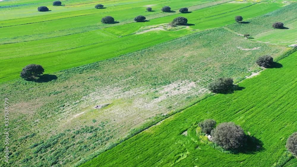 Aerial view from a drone of olive and cereal fields in the province of Toledo, Autonomous Community of Castilla La Mancha, Spain, Europe