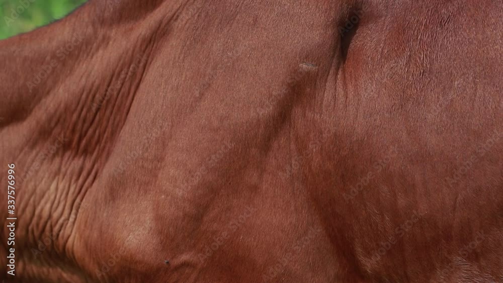 The fly clings to the red cow's skin. The fly clings to the red cow's skin.