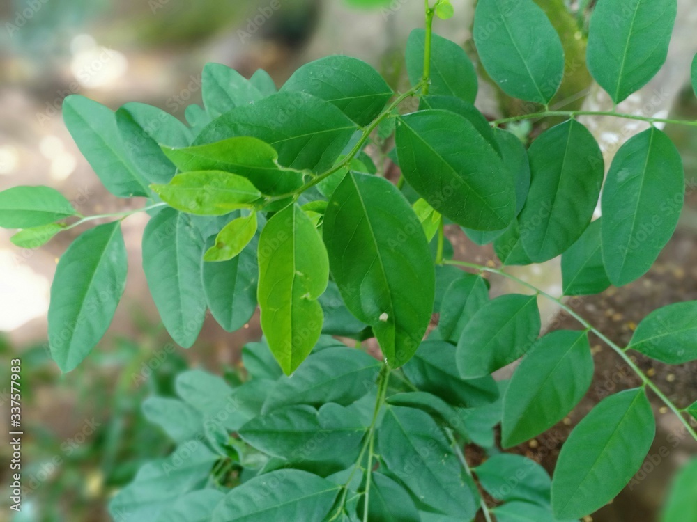 fresh mint leaves fresh mint leaves