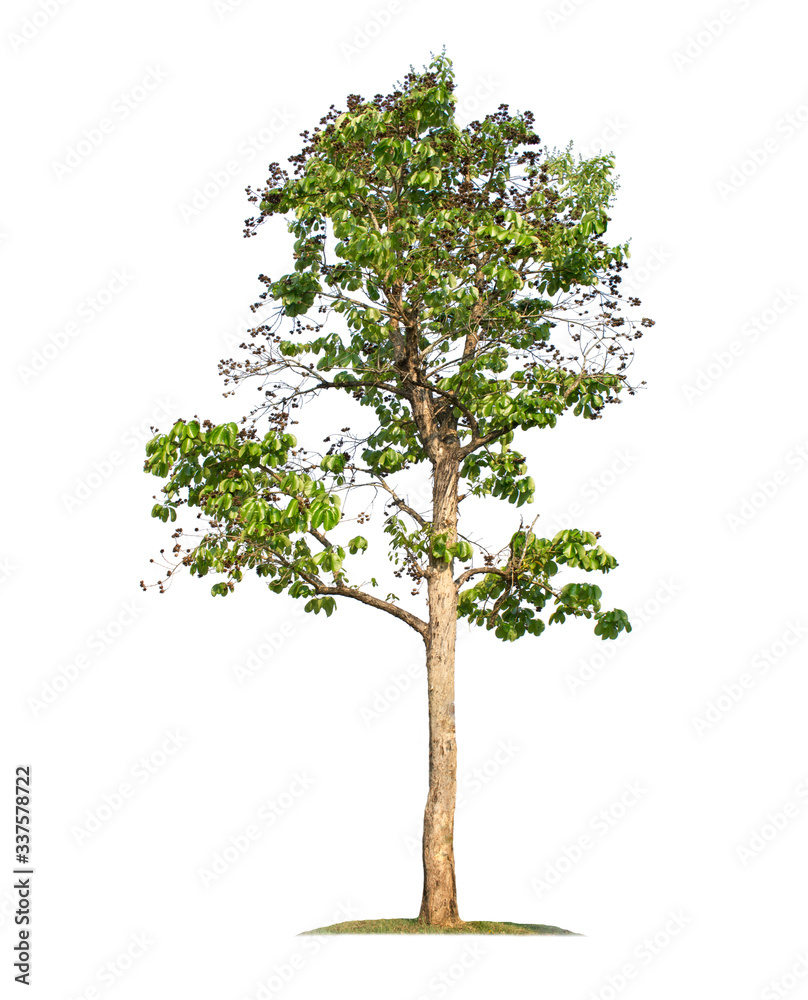 Obraz premium Tree isolated on white background